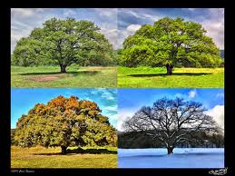 4 seasons oaktree